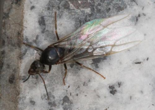 Lasius sp.